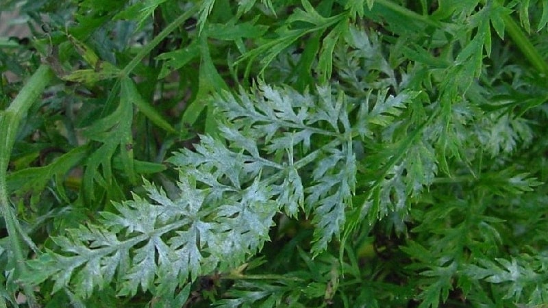 Cómo lidiar con enfermedades y plagas de zanahorias.