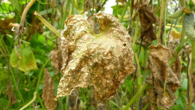 Paggamot ng mga greenhouse cucumber para sa mga sakit: larawan at paglalarawan