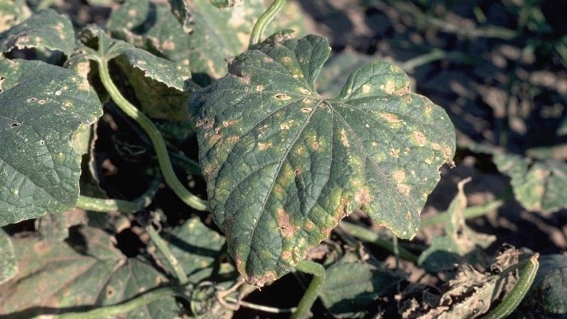 Paggamot ng mga greenhouse cucumber para sa mga sakit: larawan at paglalarawan