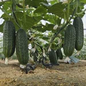 Tratamiento de pepinos de invernadero para enfermedades: foto y descripción.