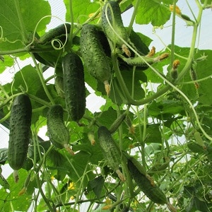 Paggamot ng mga greenhouse cucumber para sa mga sakit: larawan at paglalarawan