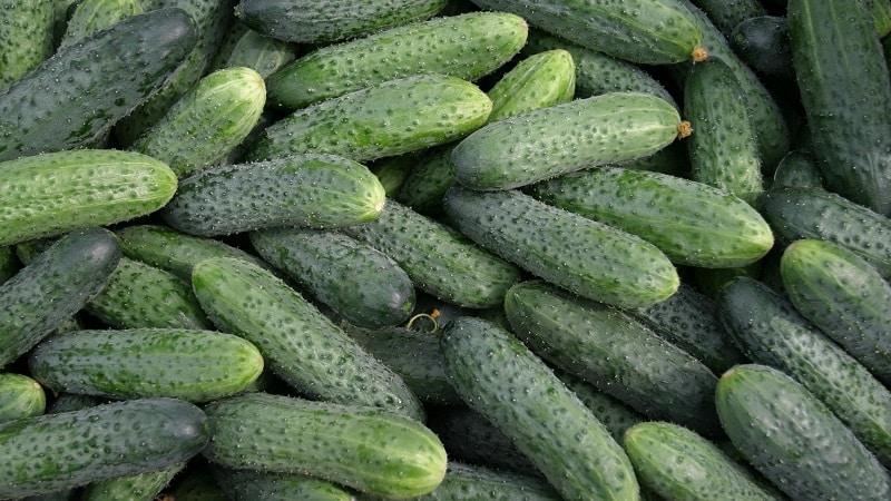 Ang pinakamahusay na mga uri ng mga pipino para sa paglaki sa Siberia sa isang greenhouse at bukas na lupa