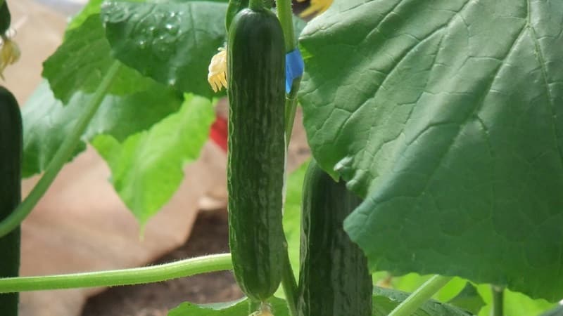 Ang pinakamahusay na mga uri ng mga pipino para sa paglaki sa Siberia sa isang greenhouse at bukas na lupa