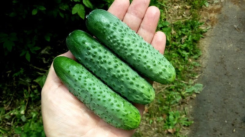 As melhores variedades de pepinos para cultivo na Sibéria em estufa e campo aberto