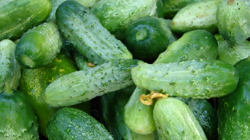 Ang pinakamahusay na mga uri ng mga pipino para sa paglaki sa Siberia sa isang greenhouse at bukas na lupa