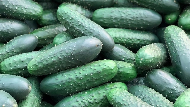 Las mejores variedades de pepinos para cultivar en Siberia en invernadero y campo abierto.