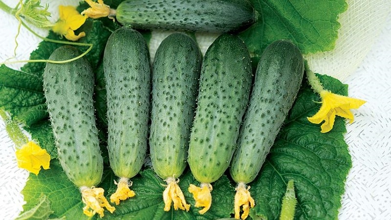 Ang pinakamahusay na mga uri ng mga pipino para sa paglaki sa Siberia sa isang greenhouse at bukas na lupa