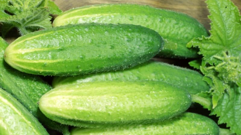 The best varieties of cucumbers for growing in Siberia in a greenhouse and open ground