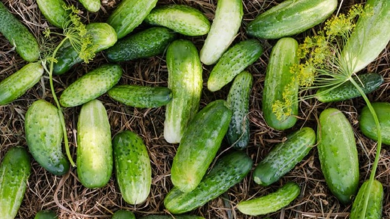 Las mejores variedades de pepinos para cultivar en Siberia en invernadero y campo abierto.