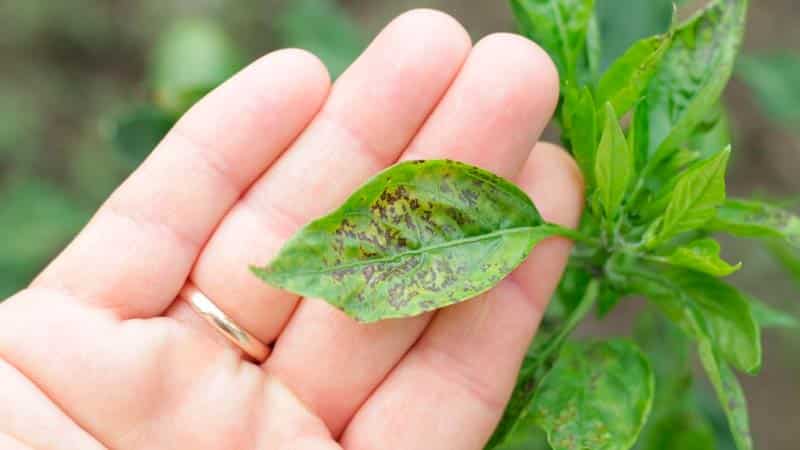 Varför äggstockarna på paprika faller av och vad man ska göra för att rädda sängarna