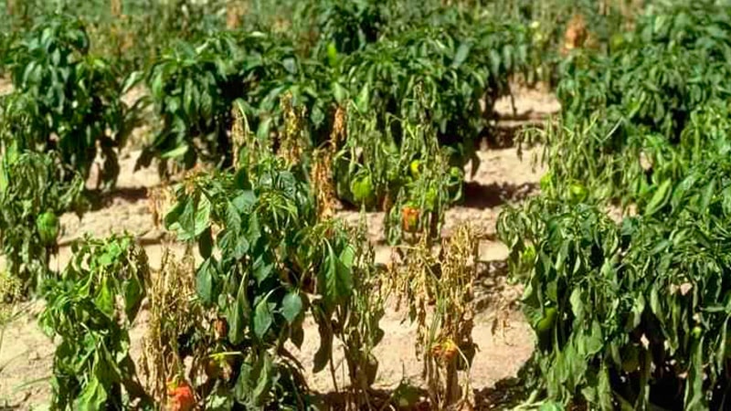 Why the ovaries of peppers fall off and what to do to save the beds