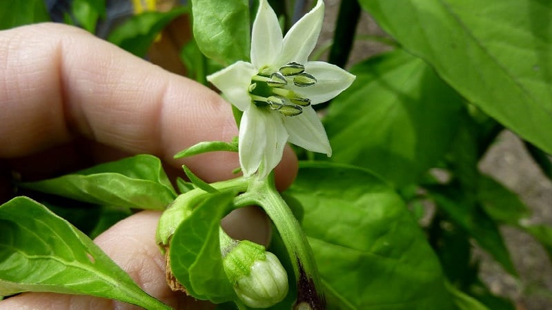 Varför äggstockarna på paprika faller av och vad man ska göra för att rädda sängarna