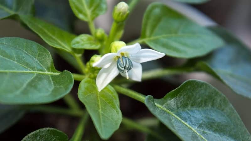 Varför äggstockarna på paprika faller av och vad man ska göra för att rädda sängarna