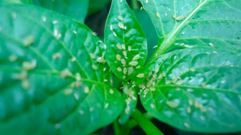 Miért esnek le a paprika petefészkei, és mit kell tenni az ágyak megmentése érdekében