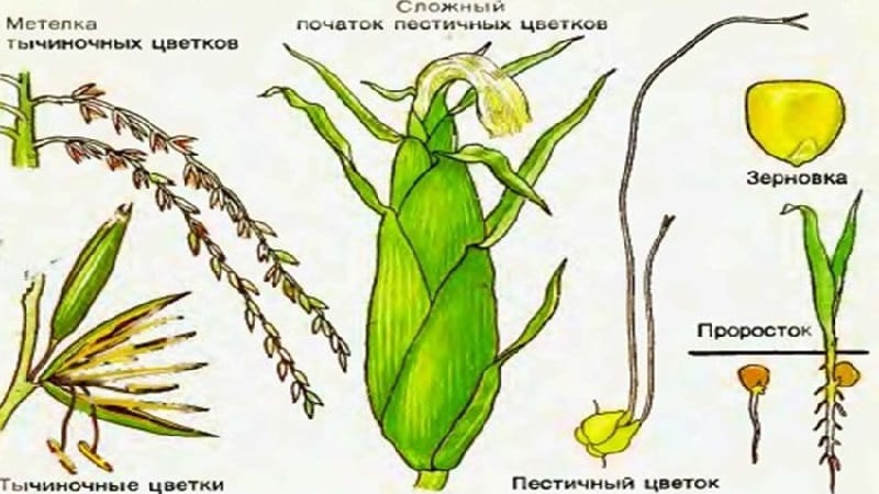 Studiem structura porumbului de la A la Z: din ce părți este formată leguma și unde este folosită fiecare parte?