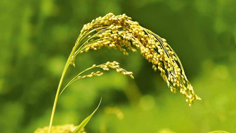 Qual è la differenza tra miglio e grano e come utilizzarli in cucina