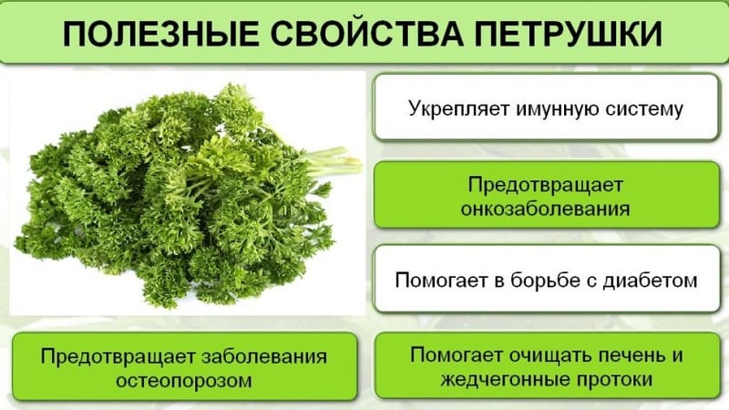 Perché il prezzemolo è stato vietato in Russia: ci sono sostanze stupefacenti nella pianta?