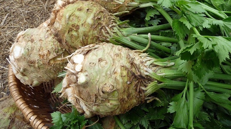 Ano ang maganda sa root celery, kung paano palaguin at gamitin ito ng tama