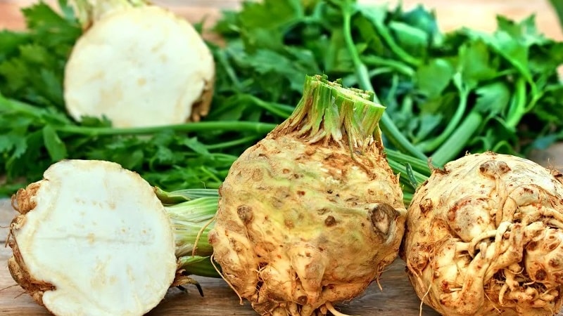 Ano ang maganda sa root celery, kung paano palaguin at gamitin ito ng tama