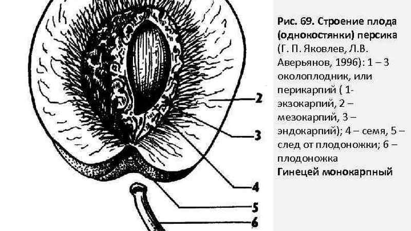 Да ли су лубеница и диња бобице или не и зашто?