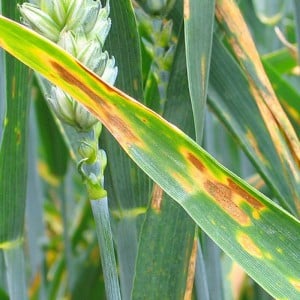 What to protect crops from: pests and diseases of wheat, photo and description