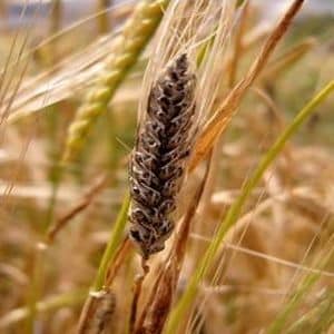 What to protect crops from: pests and diseases of wheat, photo and description