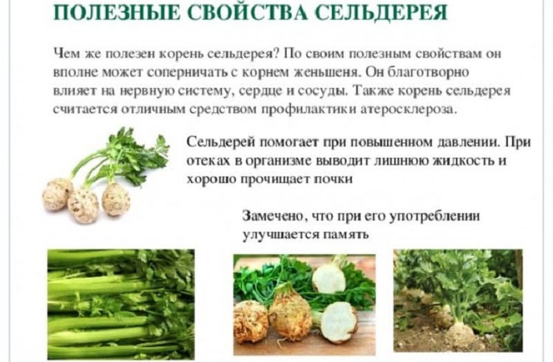 Celery root: how to eat it for weight loss and treatment