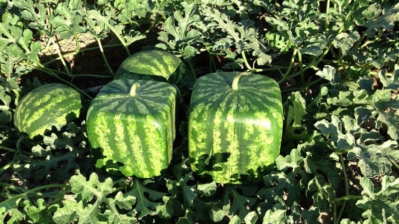 Gibt es quadratische Wassermelonen und wie kann man eine so ungewöhnliche Pflanze selbst anbauen?