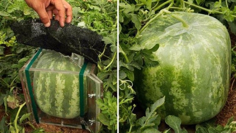 Are there square watermelons and how can you grow such an unusual crop yourself?