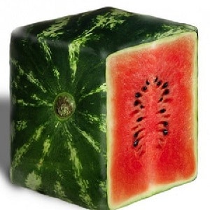 Are there square watermelons and how can you grow such an unusual crop yourself?