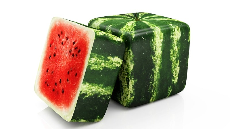 Are there square watermelons and how can you grow such an unusual crop yourself?