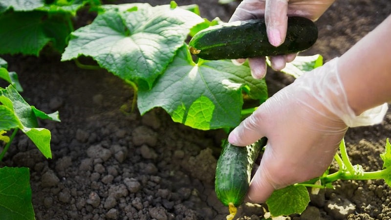 Los beneficios de fertilizar pepinos con levadura y cómo aplicarla correctamente.