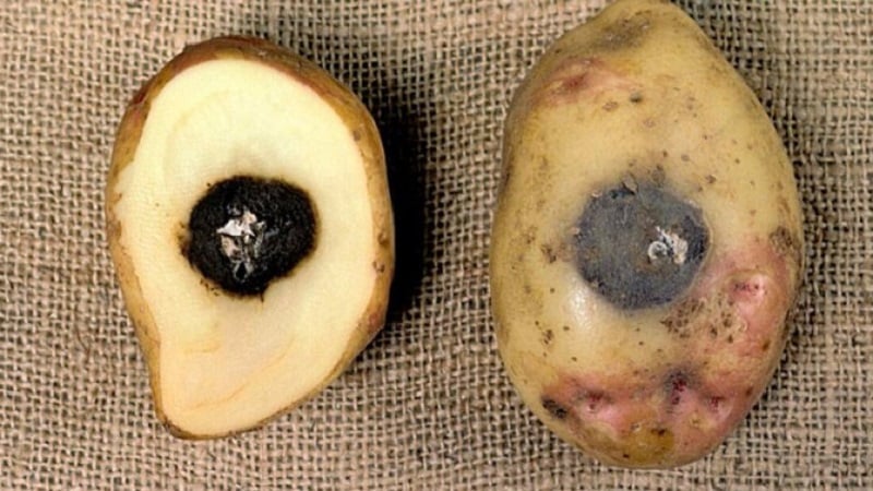 What to do if potatoes rot in the ground and why this happens