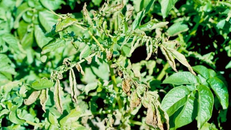 What to do if potatoes rot in the ground and why this happens