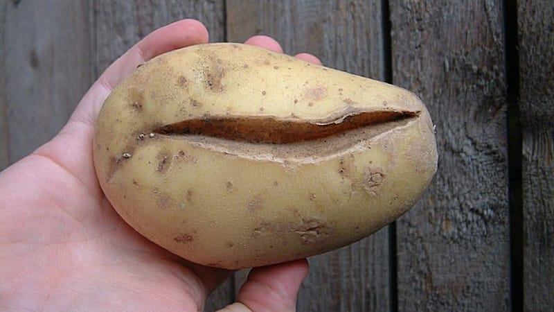 What to do if the potato turns out ugly and clumsy, and why this happened