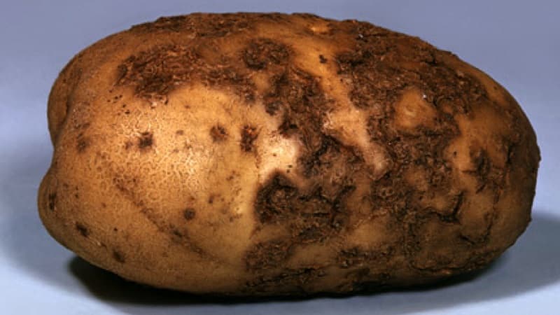 What to do if the potato turns out ugly and clumsy, and why this happened