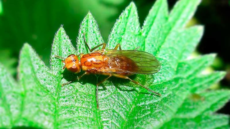 Què fer si algú rosega pastanagues a terra i com tractar-les