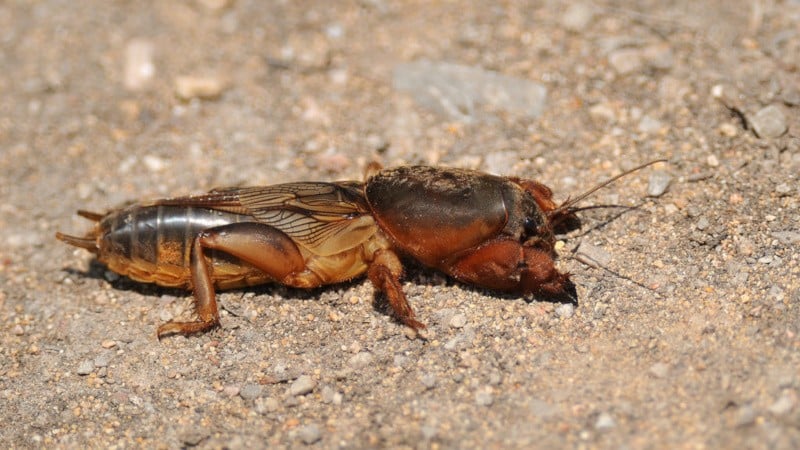 Cosa fare se qualcuno rosicchia le carote nel terreno e come gestirle