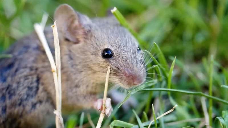 What to do if someone gnaws carrots in the ground and how to deal with them