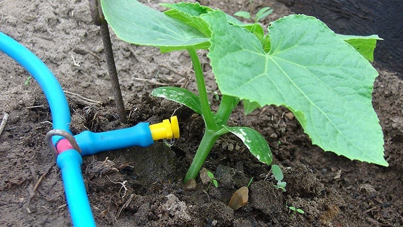 Ano ang gagawin kung ang mga dahon ng mga pipino ay nagiging dilaw sa isang greenhouse at kung paano ito maiiwasan