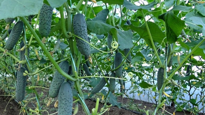 Ano ang gagawin kung ang mga dahon ng mga pipino ay nagiging dilaw sa isang greenhouse at kung paano ito maiiwasan