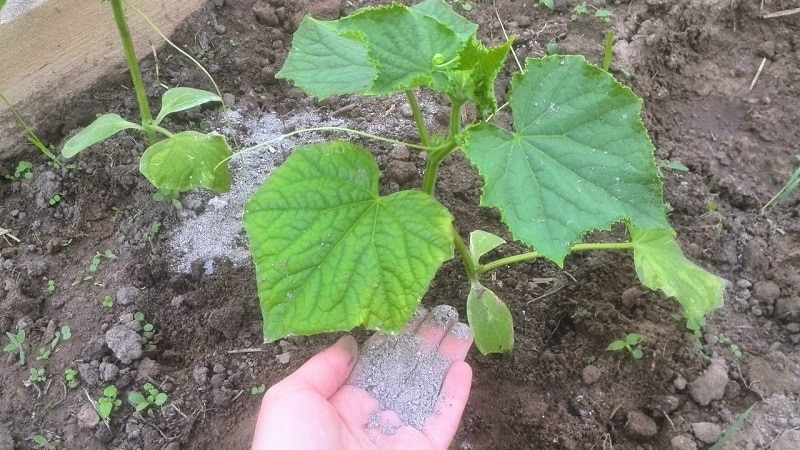 Que faire si les feuilles des concombres jaunissent dans une serre et comment l'éviter