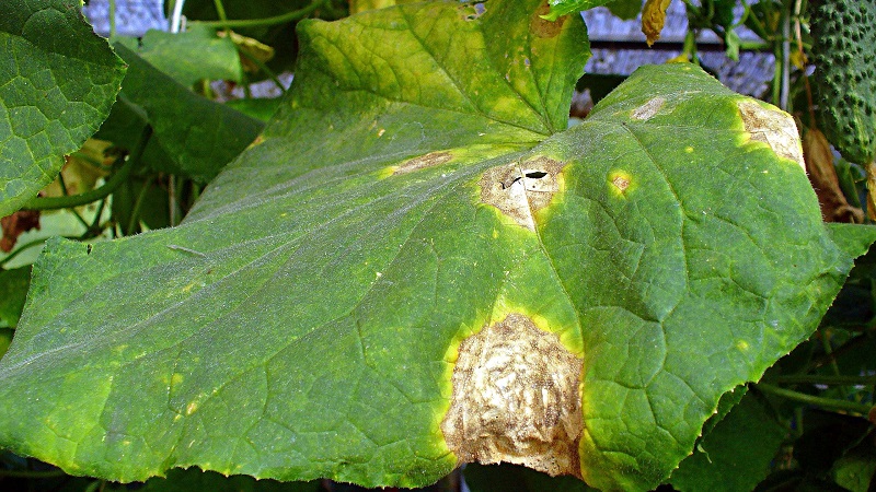 Ano ang gagawin kung ang mga dahon ng mga pipino ay nagiging dilaw sa isang greenhouse at kung paano ito maiiwasan