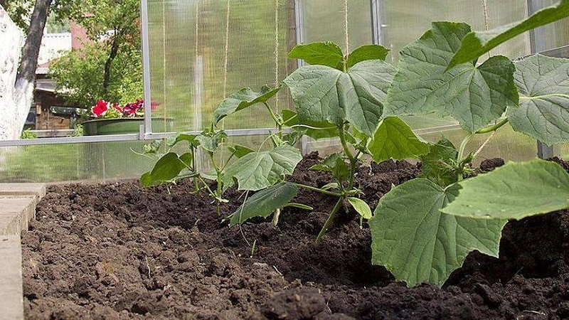 Ano ang gagawin kung ang mga dahon ng mga pipino ay nagiging dilaw sa isang greenhouse at kung paano ito maiiwasan