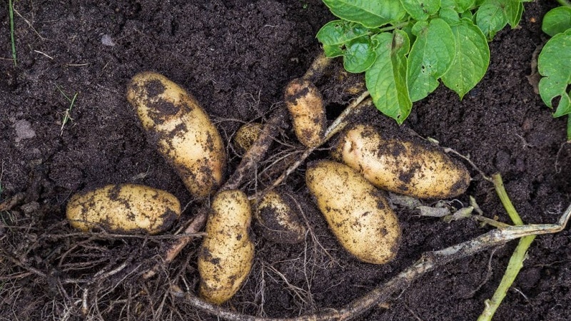 Que tipo de batata Drova é essa e ela realmente existe?