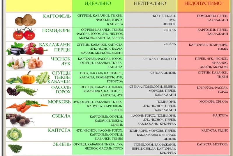 Els conceptes bàsics de la rotació de cultius dels residents d'estiu amb experiència: què es pot plantar després de les pastanagues l'any que ve