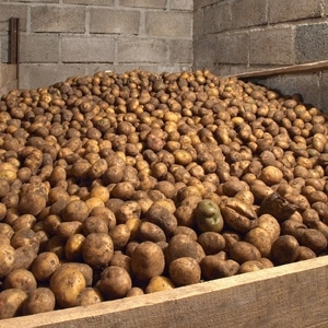 O que fazer para evitar que as batatas brotem durante o armazenamento