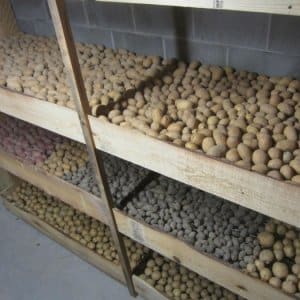 Que faire pour empêcher les pommes de terre de germer pendant le stockage