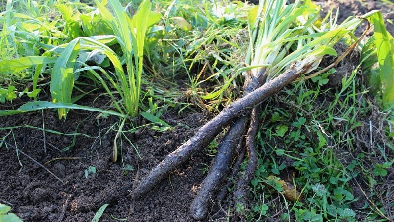 What are black carrots: where does it grow and does it really exist?