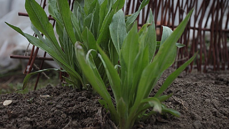 What are black carrots: where does it grow and does it really exist?